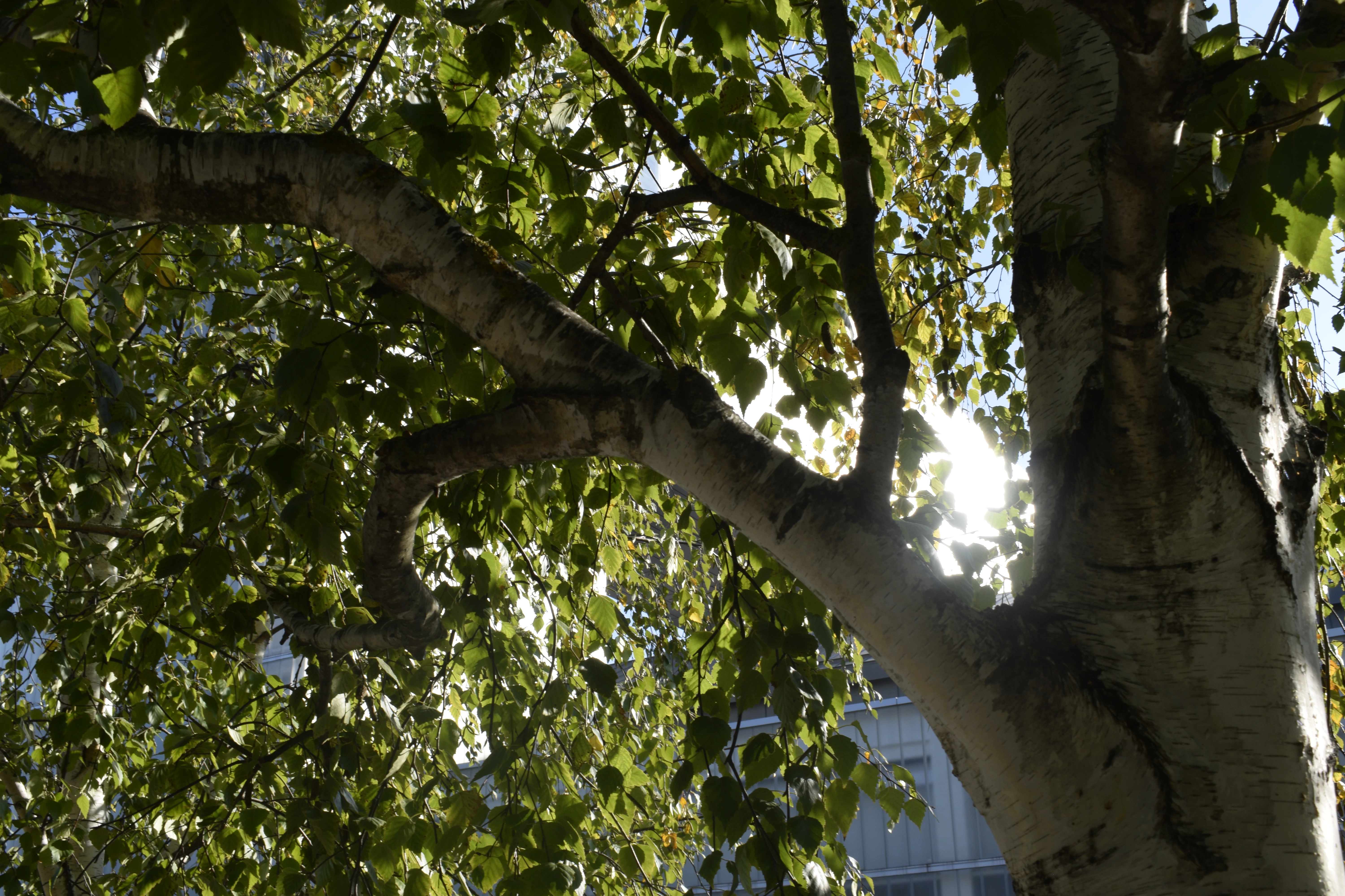 Nature and Light